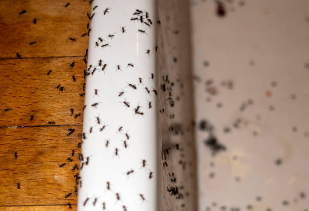 Best Local Pest Control Services  in Vauxhall, NJ