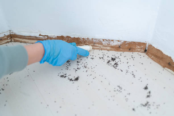 Best Ant Control Services  in Vauxhall, NJ